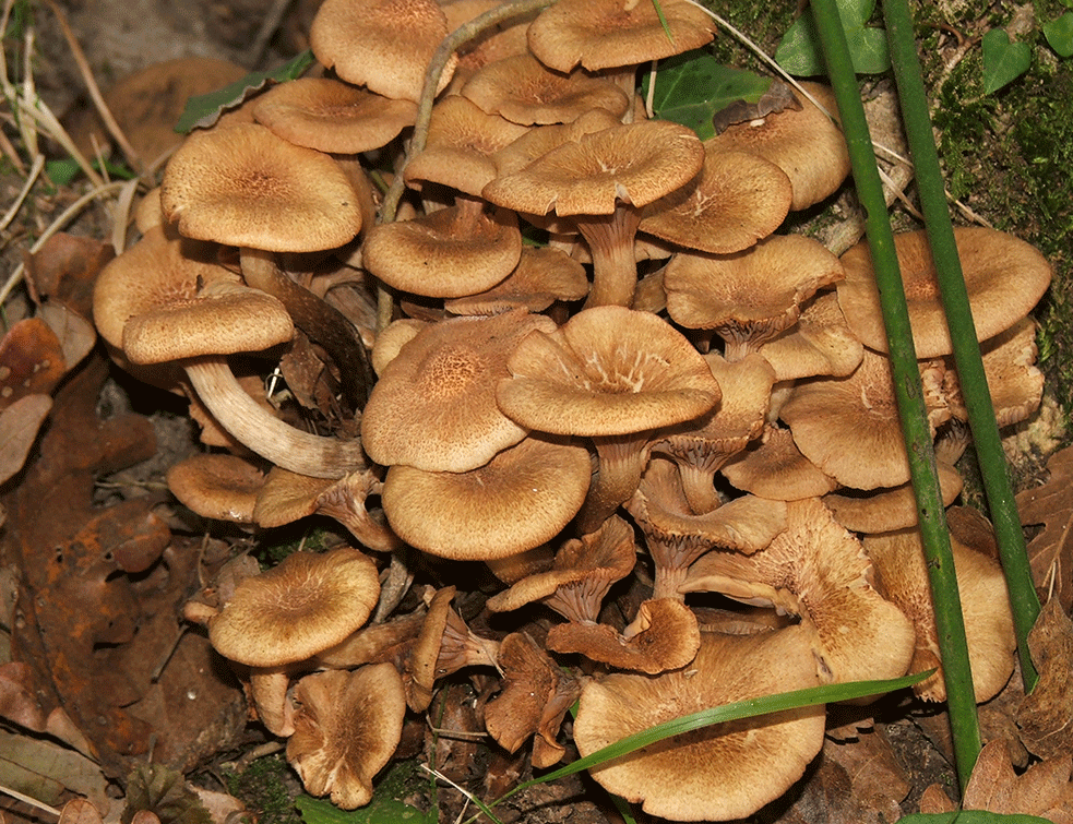 grmaca-gljiva